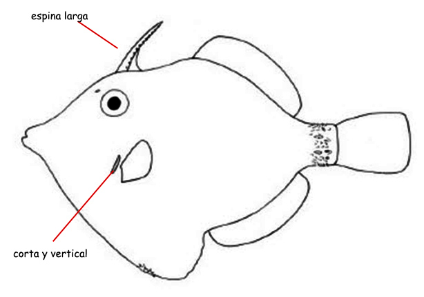 Famila Monacanthidae_Claves_03.jpg